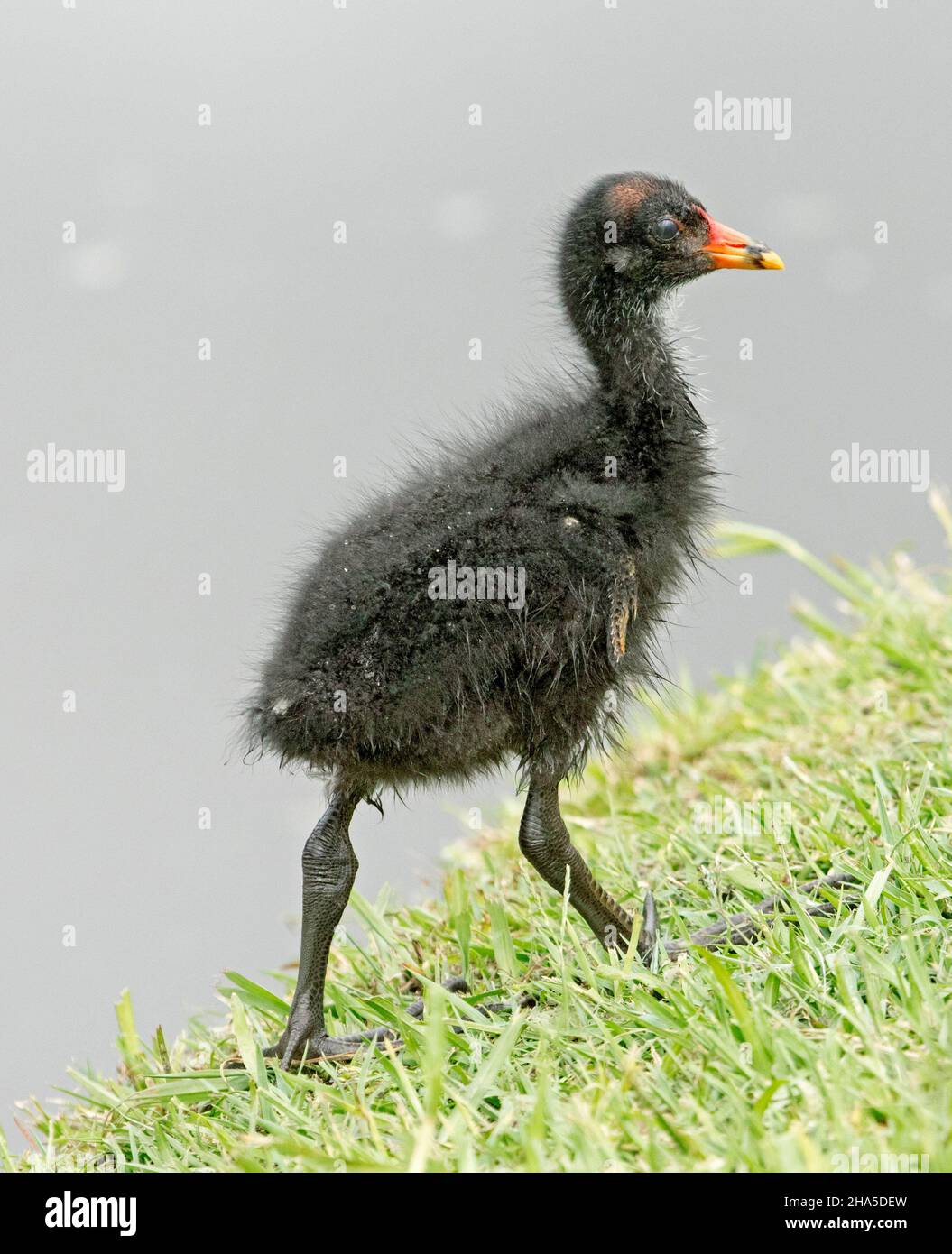 Winziges flauschiges schwarzes Dusky Moorhen Küken, Gallinula tenebrosa, in freier Wildbahn, auf grünem Gras am Wasser des Sees im Stadtpark in Australien Stockfoto