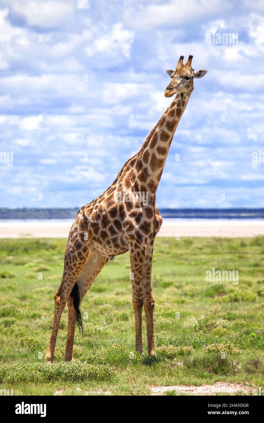 Giraffe in einer afrikanischen Savanne Stockfoto