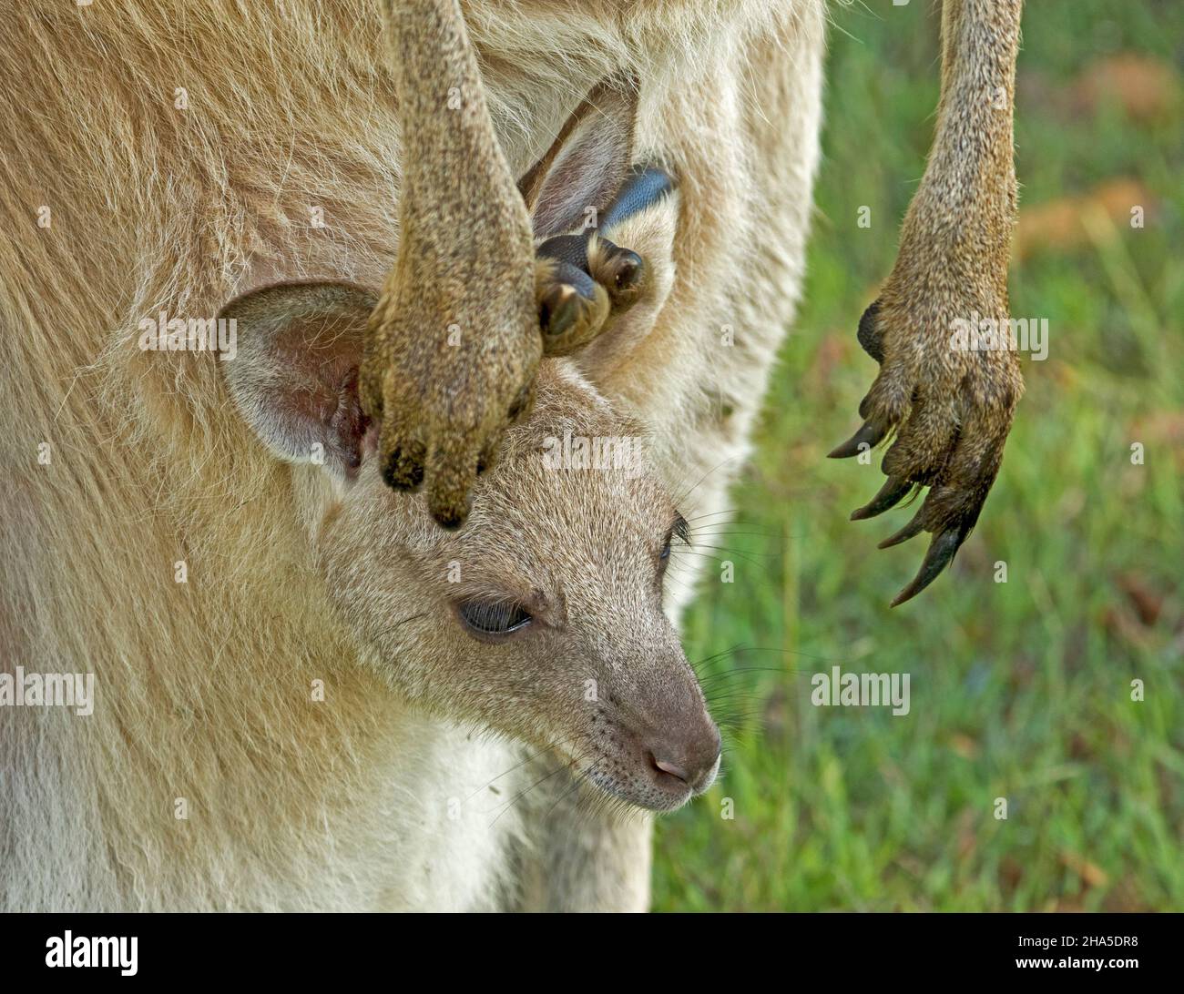 Das Gesicht des winzigen joey aus dem östlichen grauen Känguru, das aus der Tasche mit großen Pfoten und langen Krallen der Mutter, die daneben hängen, in der Wildnis Australiens spähend aus der Tasche guckelt Stockfoto