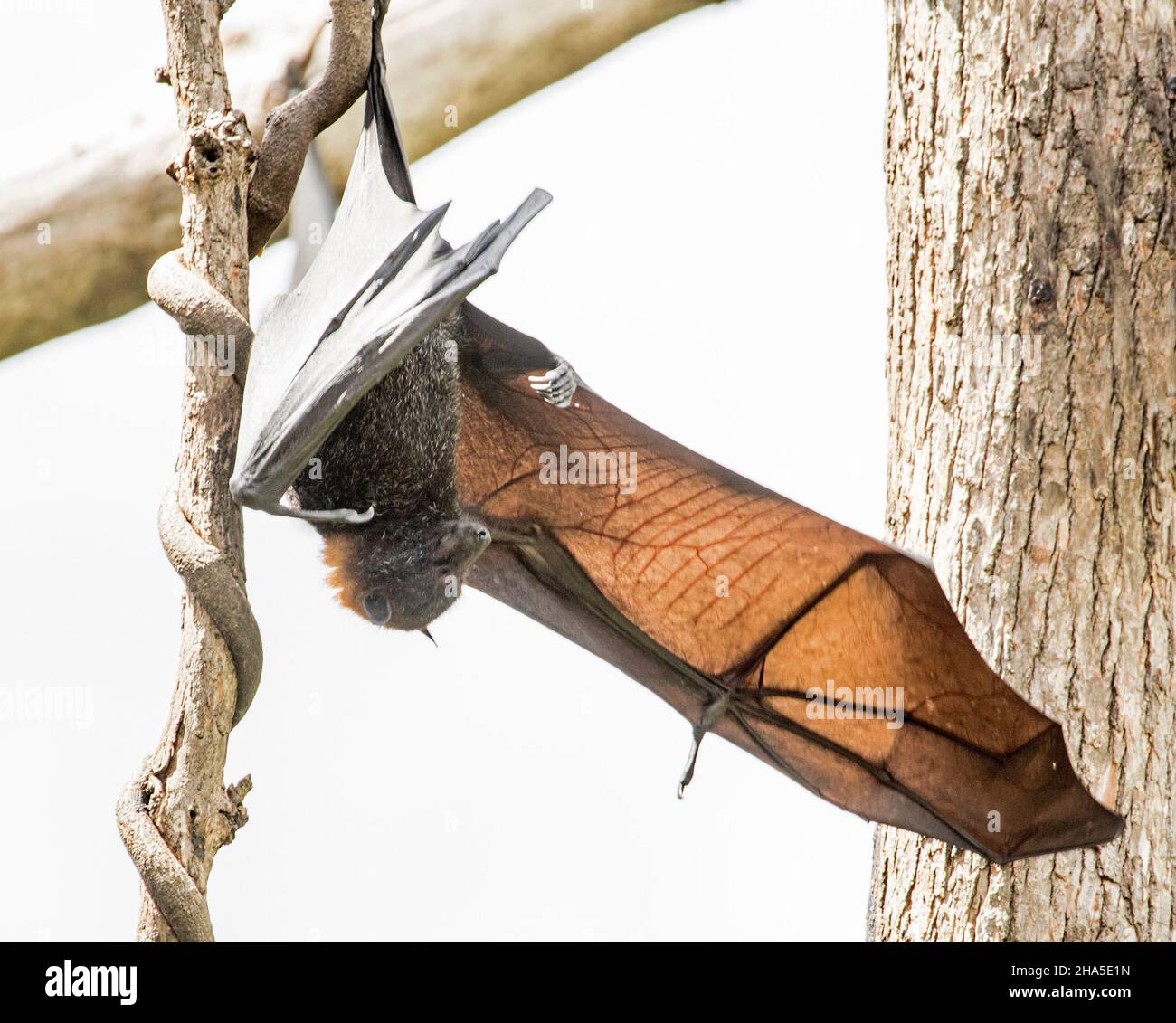 Australischer Graukopffliegender Fuchs / Fruchtfledermaus, Pteropus poliocephalus, am Ast eines Baumes hängend, mit ausgestreckten Flügeln und flugbereit Stockfoto