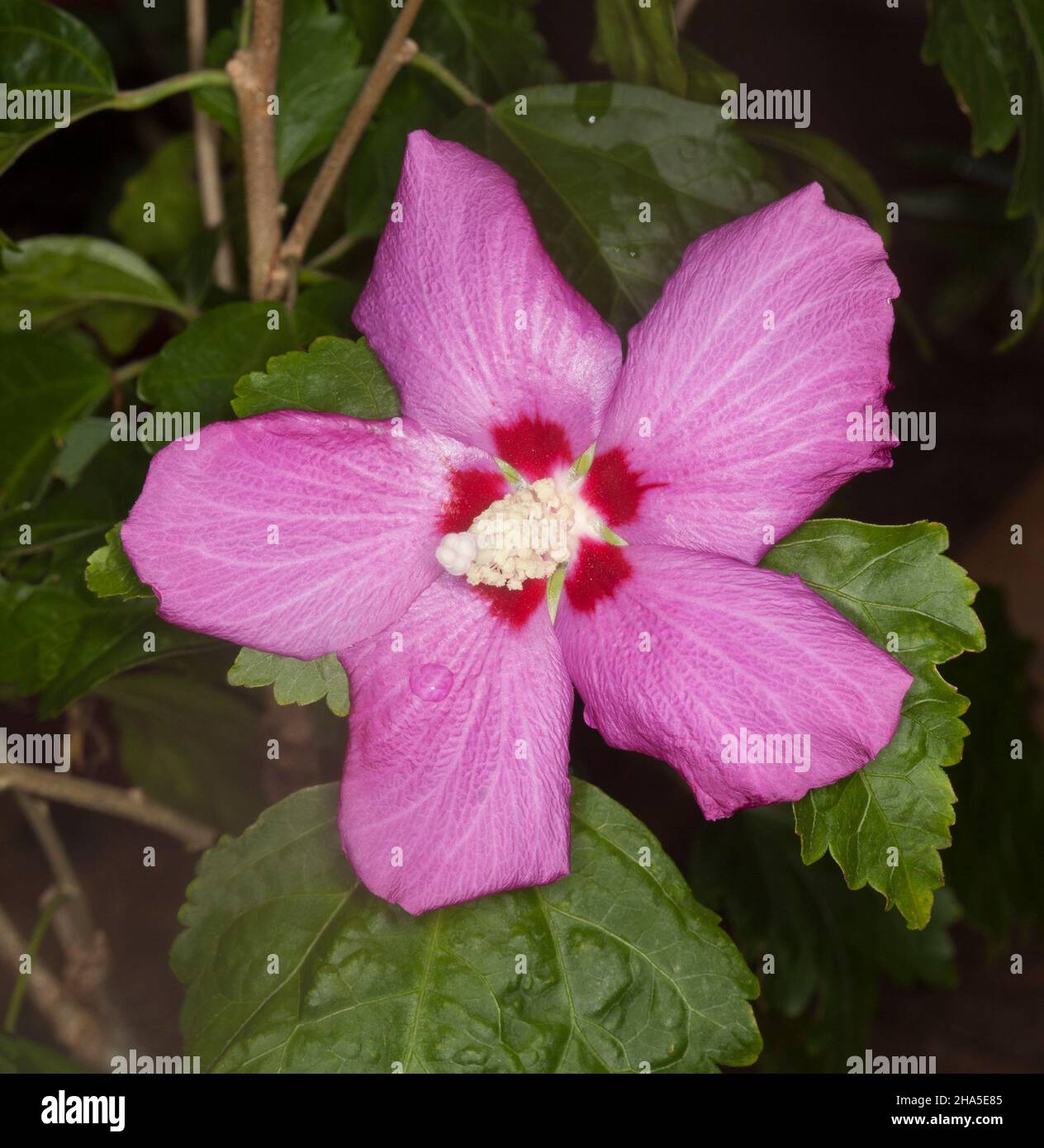 Rosa Blume und grüne Blätter der Hibiscus syriacus Summer Sensations Kollektion, ein sommergrüner Strauch Stockfoto