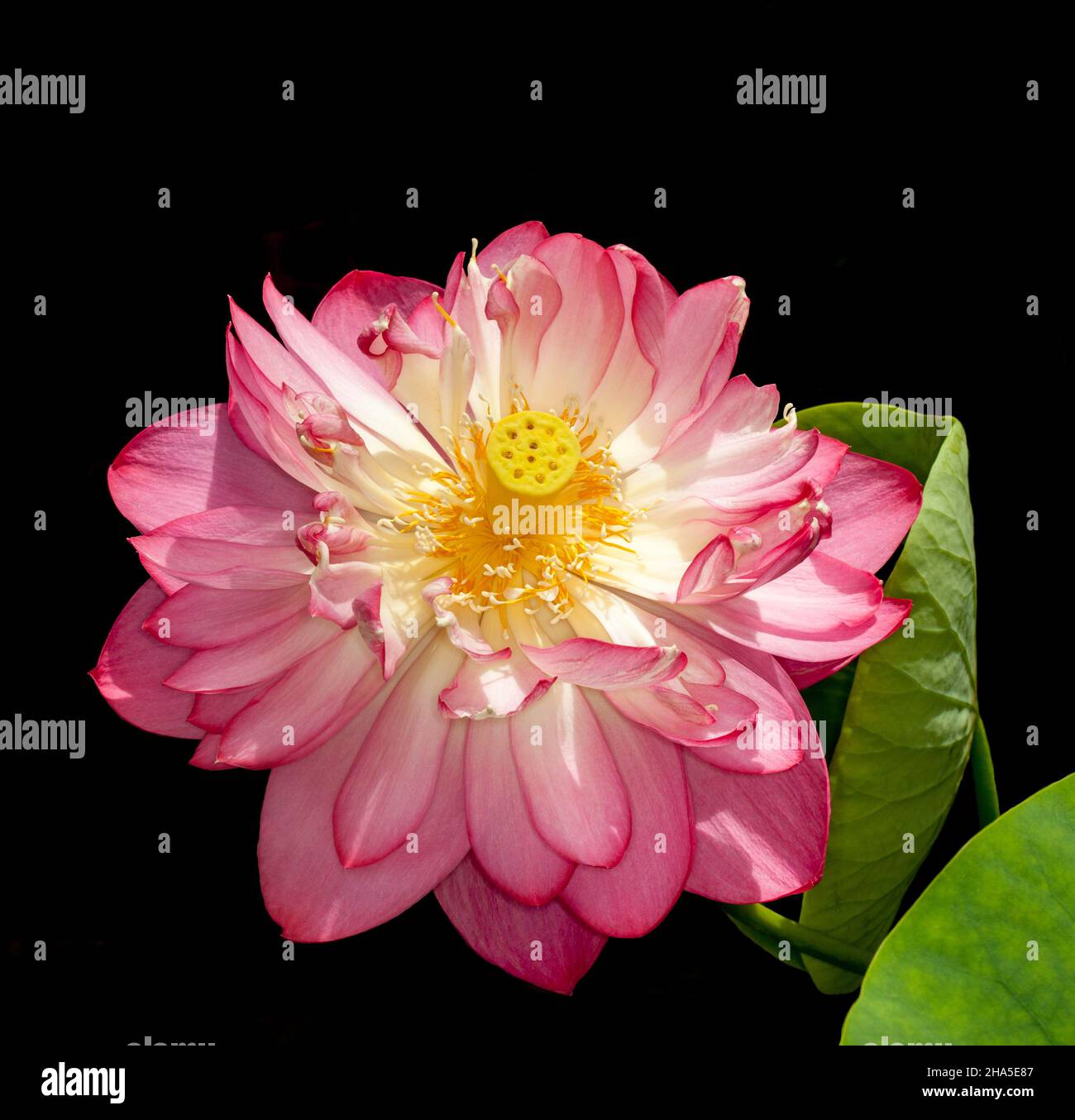 Spektakuläre große rosa Blume des Heiligen Lotus, Nelumbo nucifera, eine Wasserpflanze, auf schwarzem Hintergrund, in Australien Stockfoto