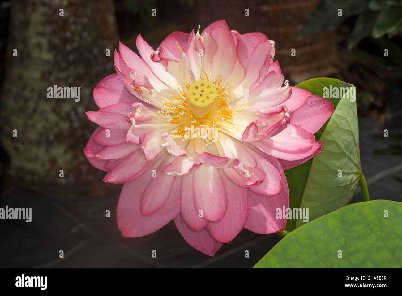 Spektakuläre große rosa Blume des Heiligen Lotus, Nelumbo nucifera, eine Wasserpflanze, auf einem dunklen Hintergrund, in Australien Stockfoto