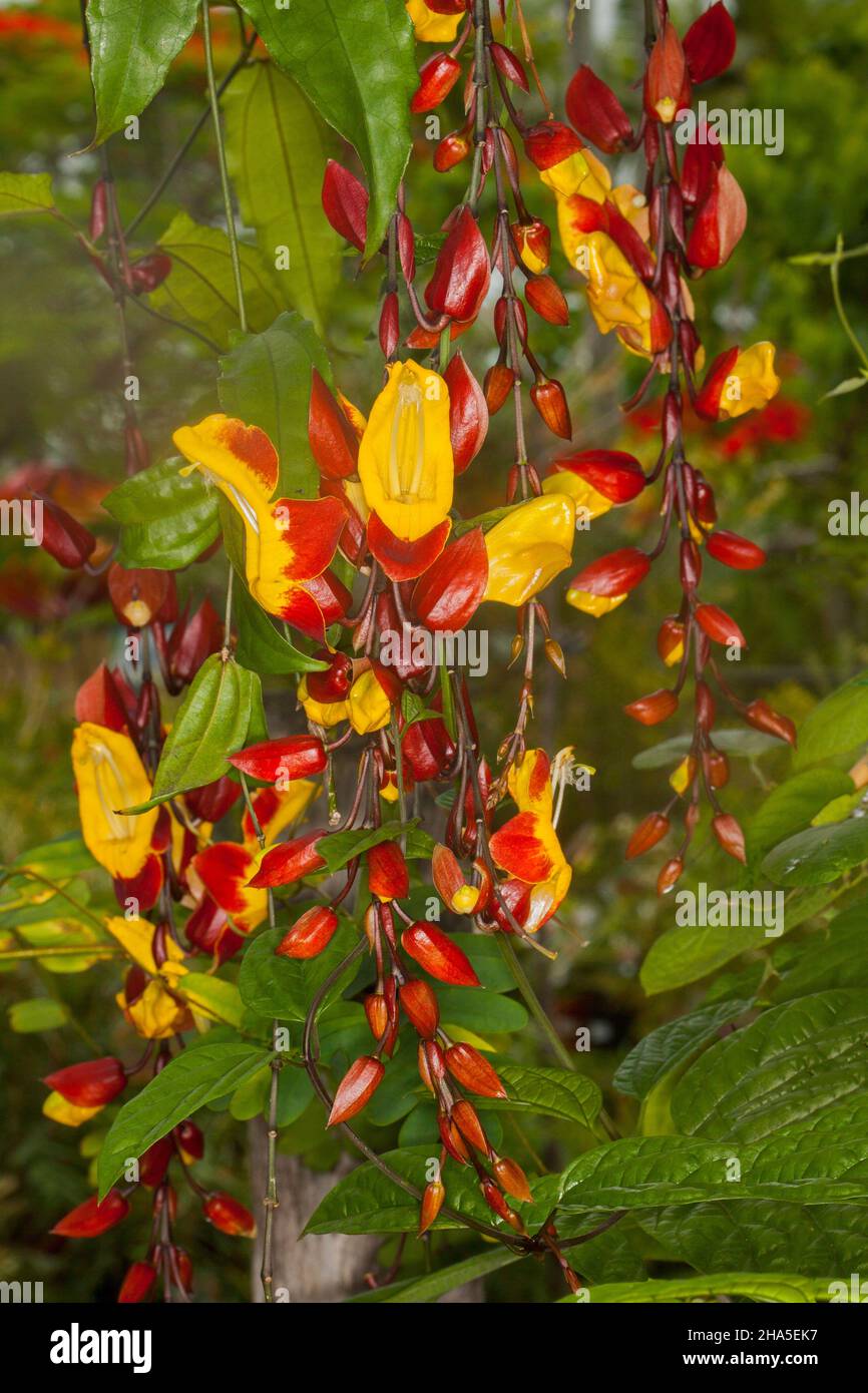 Trauben von ungewöhnlichen, leuchtend roten und gelben Blüten von Thunbergia mysorensis, Lady's Slipper Rebe, einer tropischen Kletterpflanze in Australien Stockfoto