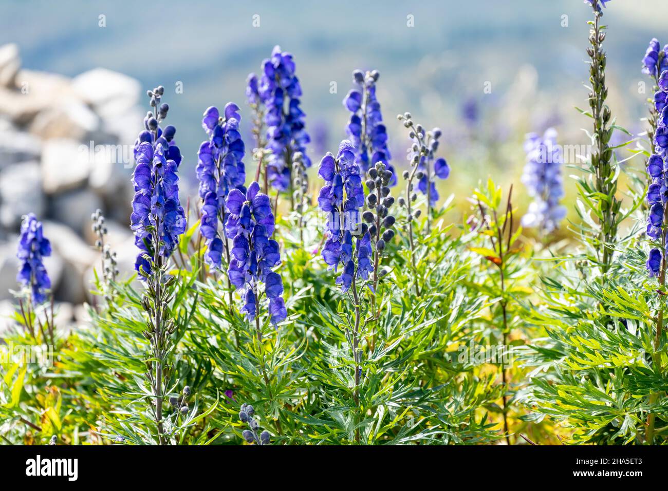 Blaue Monksholzblüten (aconitum napellus) Stockfoto