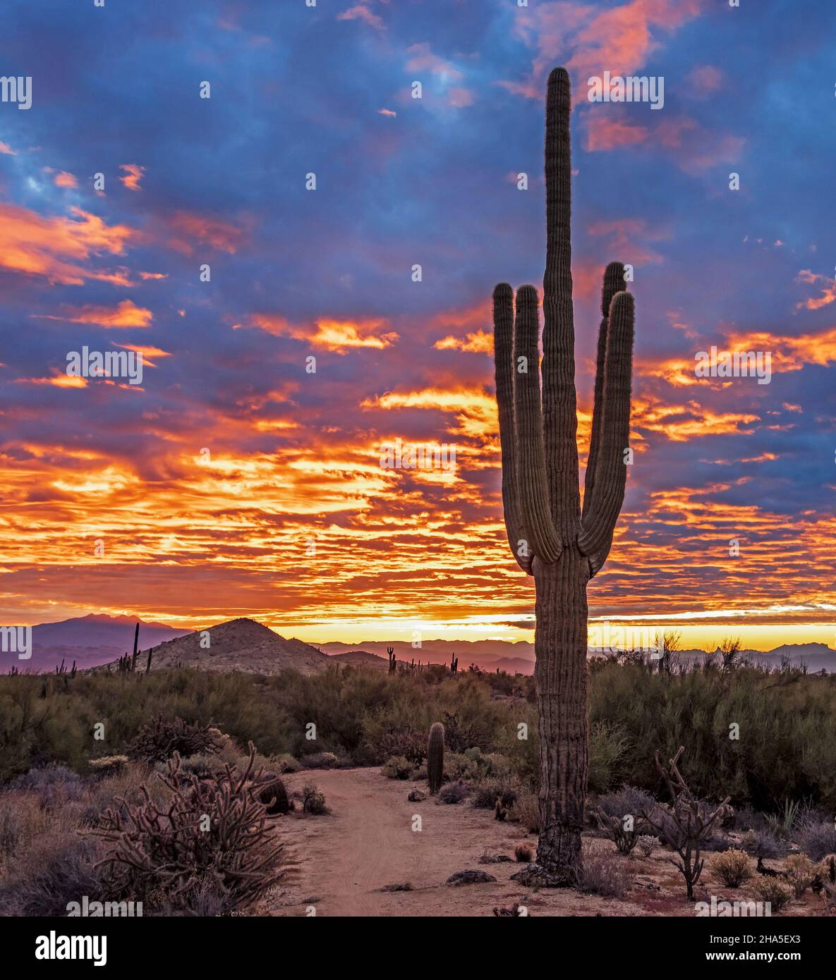 Arizona Desert Landschaftsbild bei Sonnenaufgang mit einem saguaro Kaktus und Bergen im Hintergrund. Stockfoto