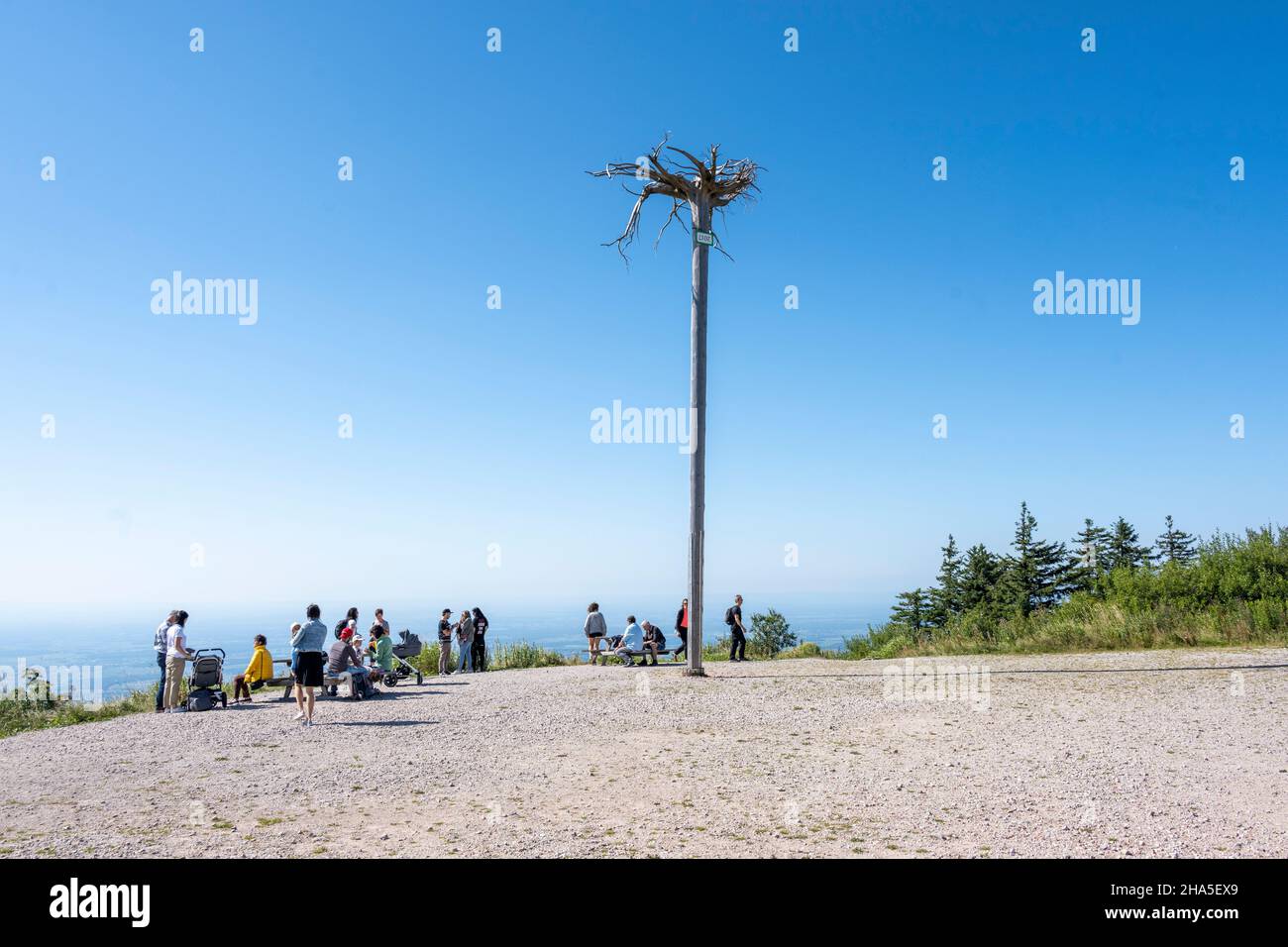 deutschland, Schwarzwald, der umgedrehte Baum auf der hornisgrinde. Stockfoto