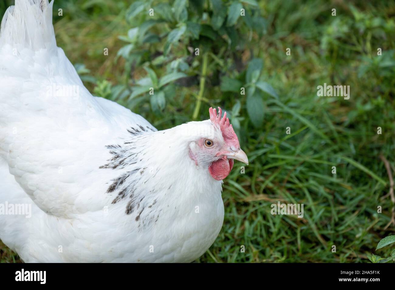 Hühner in einem Hühnerhaus mit freilaufenden Hühnern. Stockfoto