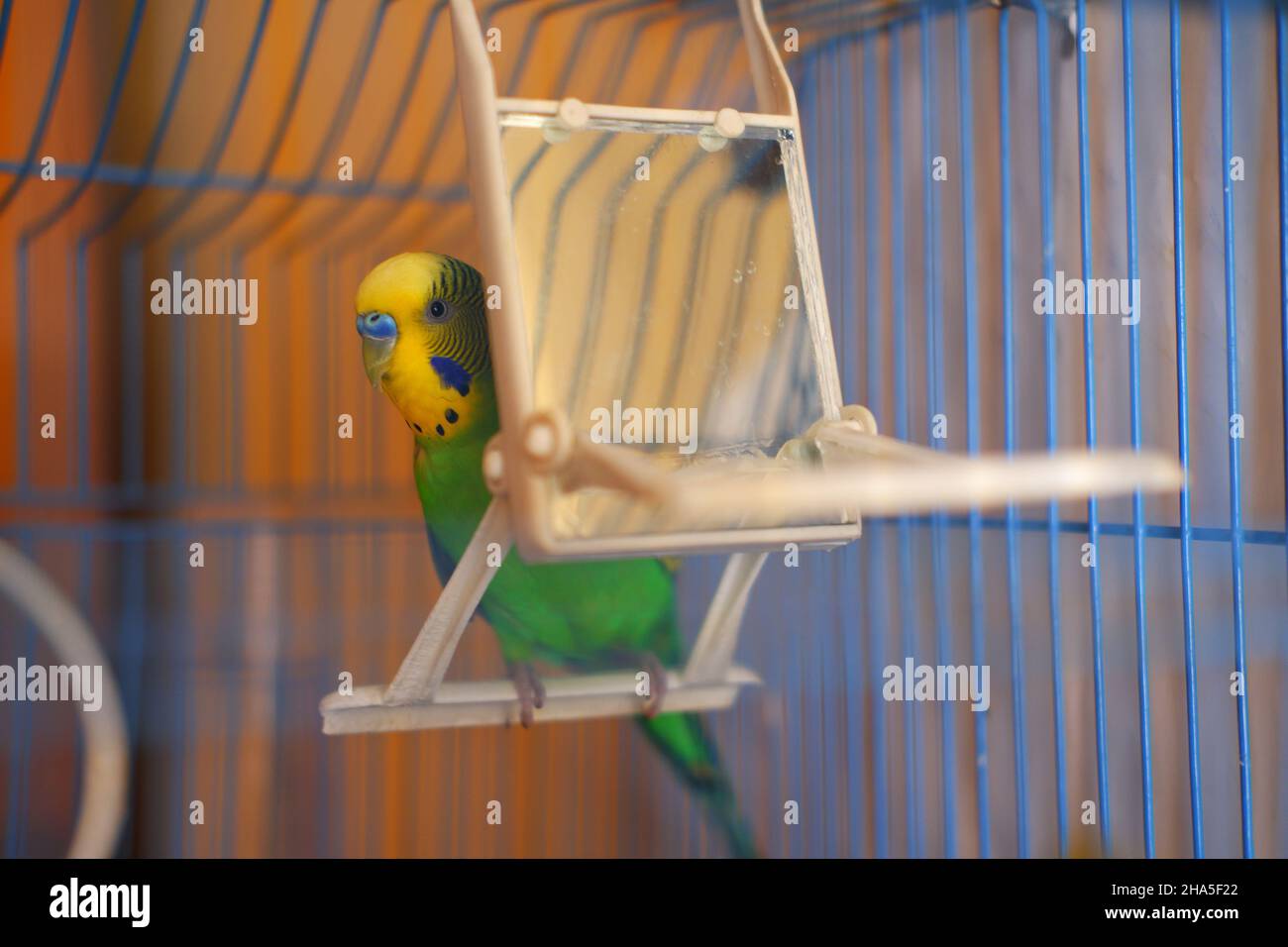 Little Green lovebird Blick hinter Vogel-Schaukel mit Spiegel innen Stockfoto