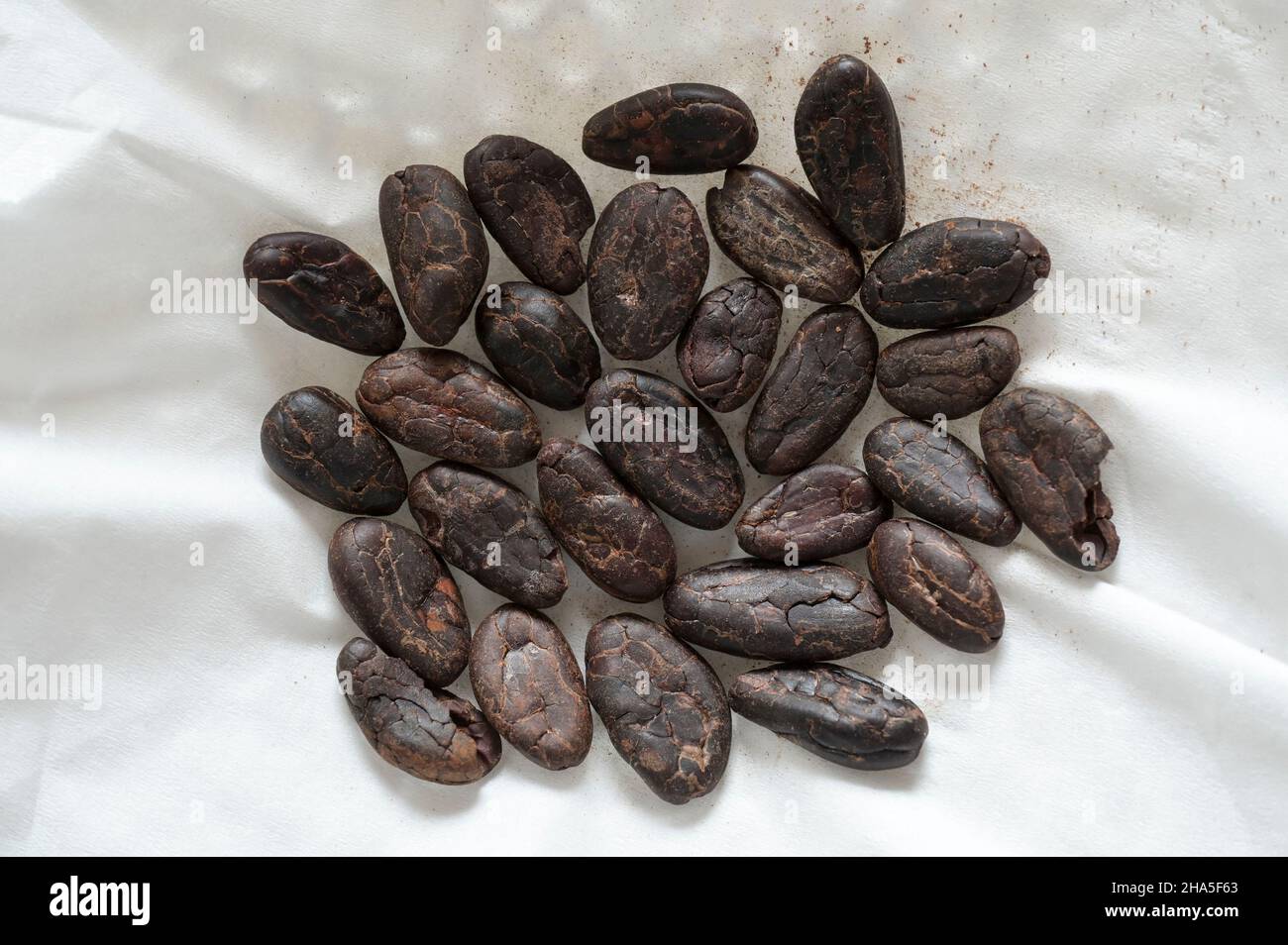 ELFENBEINKÜSTE, Abidjan, heimischer Schokoladenhersteller Le chocolatier ivoiren, Rohstoffe, geröstete Kakaobohnen / ELFENBEINKUESTE, Abidjan, lokale ivoirische Schokoladenmanufaktur Le chocolatier ivoiren, geröstete Kakaobohnen Stockfoto