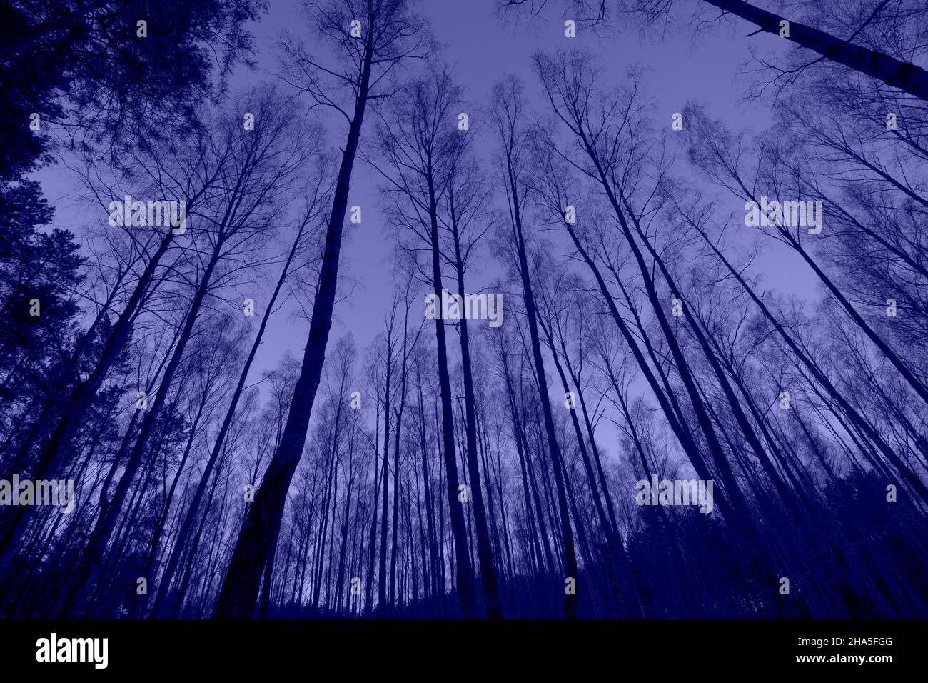 Veri peri violett lila gefärbter Waldhintergrund. Stockfoto