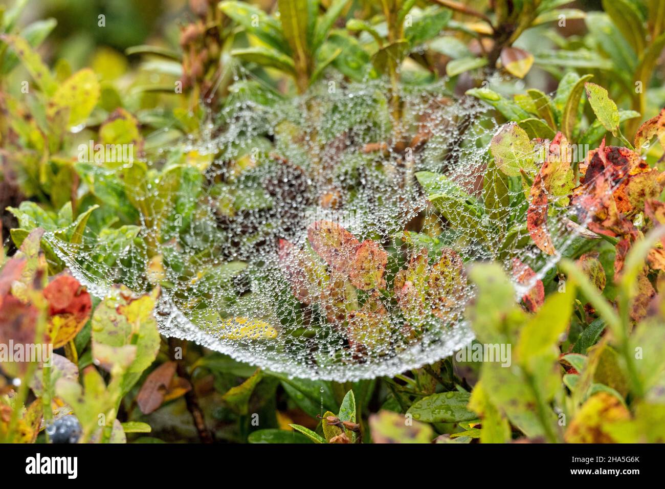 kleinwalsertal,österreich,Wassertropfen auf der Vegetation mit Spinnennetz. Stockfoto