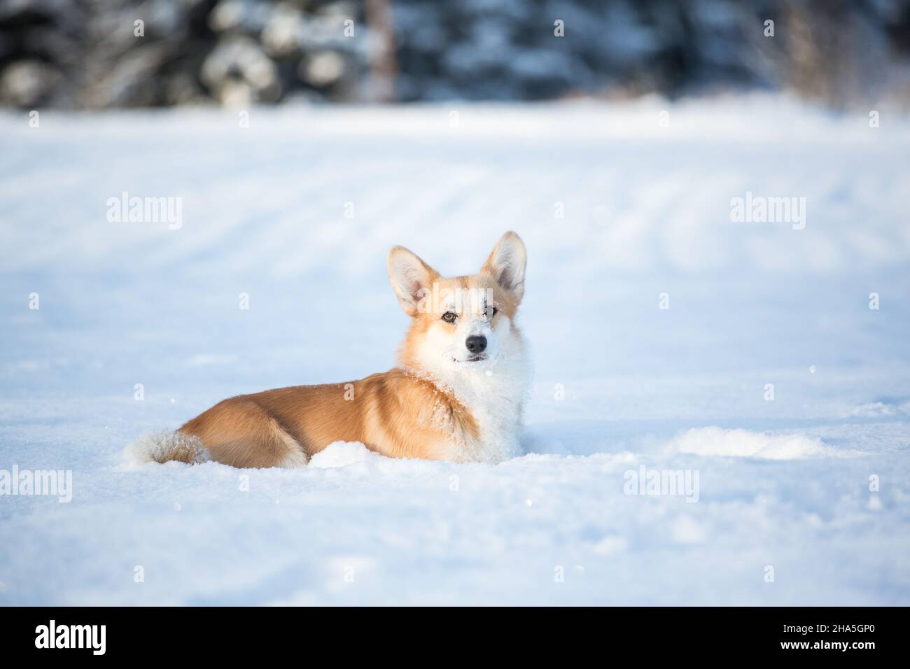 Welsh Corgi Pembroke Stockfoto
