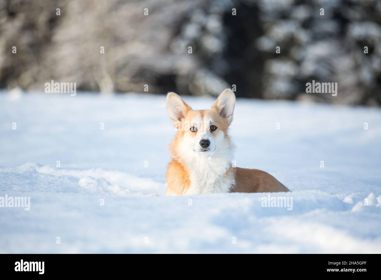 Welsh Corgi Pembroke Stockfoto