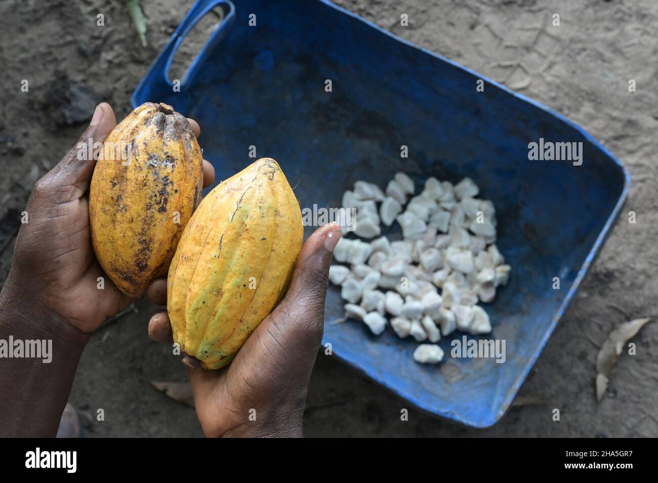 ELFENBEINKÜSTE, Yamoussoukro, Dorf Loukoukro, Kakaoanbau, geerntete Kakaofrüchte und frische Kakaobohnen / ELFENBEINKUESTE, Yamoussoukro, Dorf Loukoukro, Farm des Kakaobauer Nanan Yao KOUASSI, frische Kakaobohnen der geernteten Kakaofrucht, die Bohnen werden abschließend einige Tage fermentiert Stockfoto