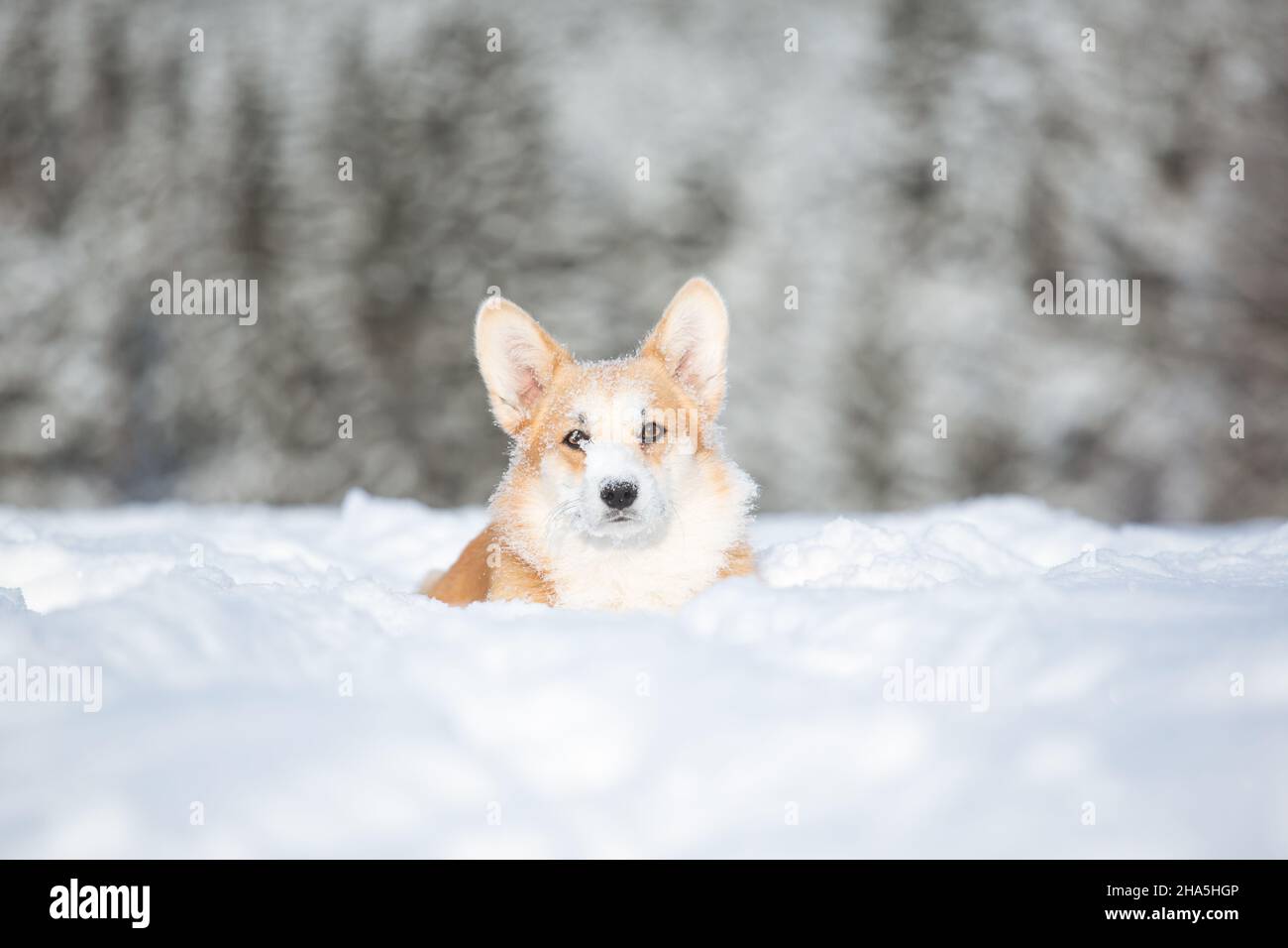 Welsh Corgi Pembroke Stockfoto