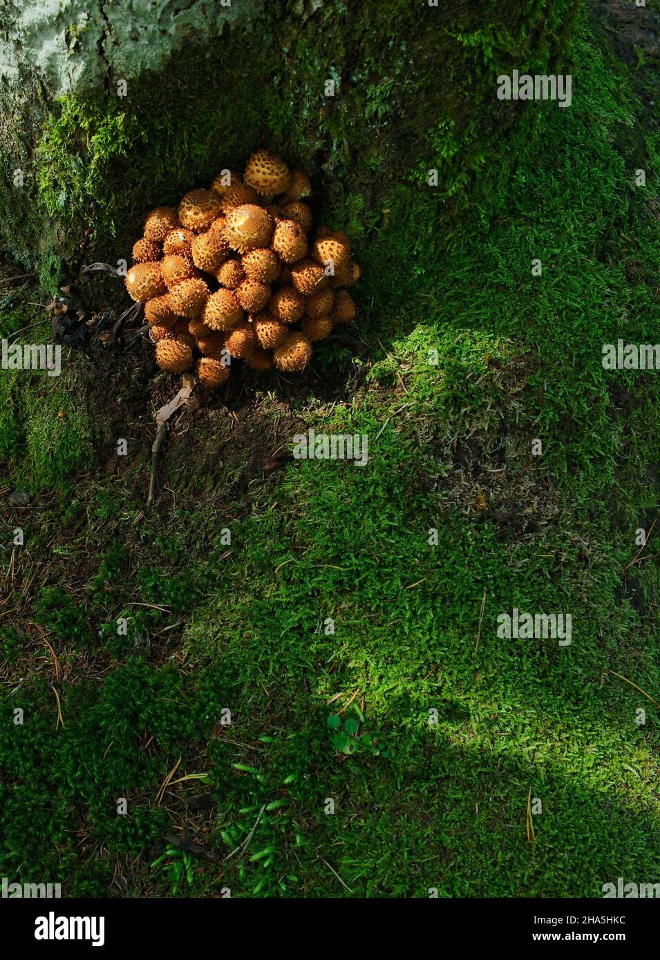 Gewöhnlicher Honigpilz oder Honigpilz (armillaria mellea),kaltenbronn,Schwarzwald,baden-württemberg,deutschland Stockfoto