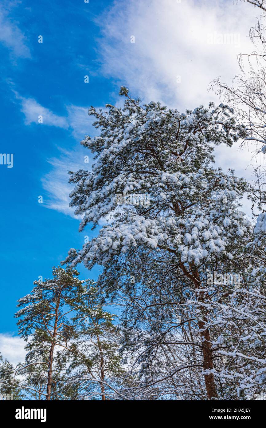 Bäume in der eisigen Kälte gegen einen blauen Himmel, Froschperspektive Stockfoto
