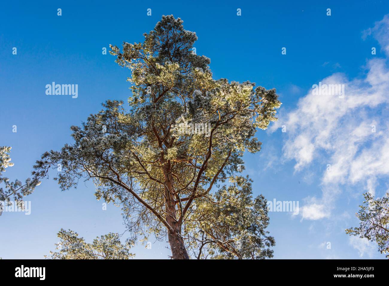 Bäume bedeckt mit Schnee und Reif in einer Winterlandschaft Stockfoto