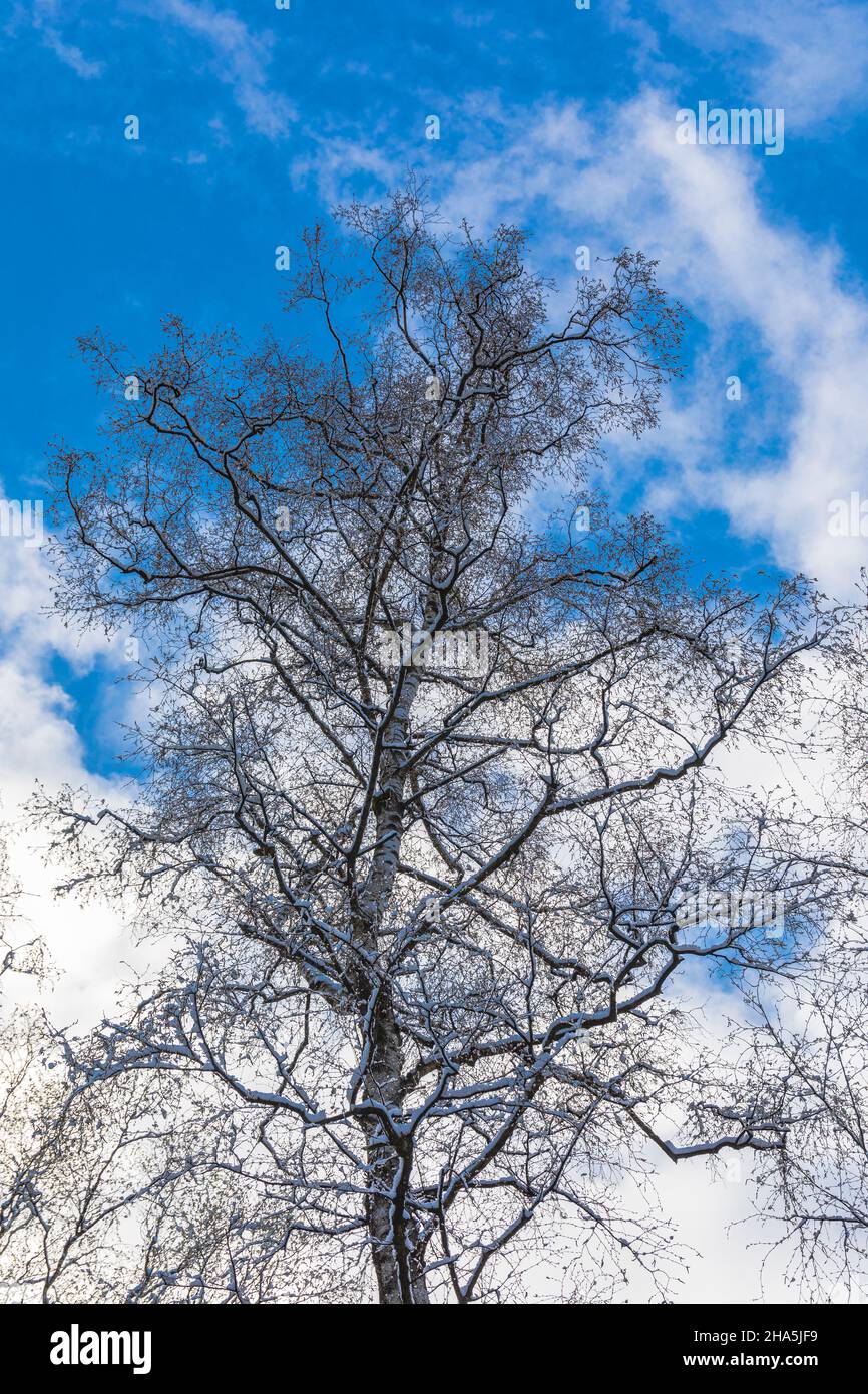 Bäume in der eisigen Kälte gegen einen blauen Himmel, Froschperspektive Stockfoto