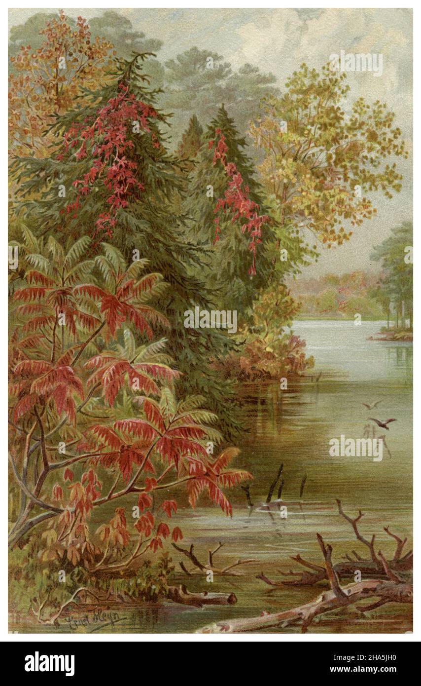 Herbst Laub Färbung am Lake Erie. , Heyn, Ernst (1841-1894) (Botanikbuch, 1888) Stockfoto