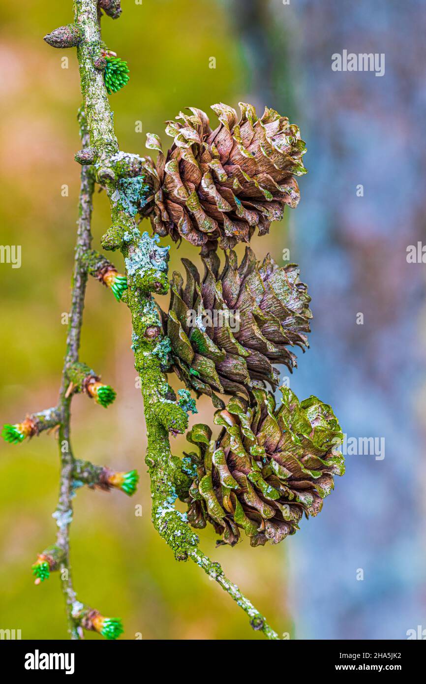 Lärchenzapfen, Waldstillleben, Natur im Detail Stockfoto