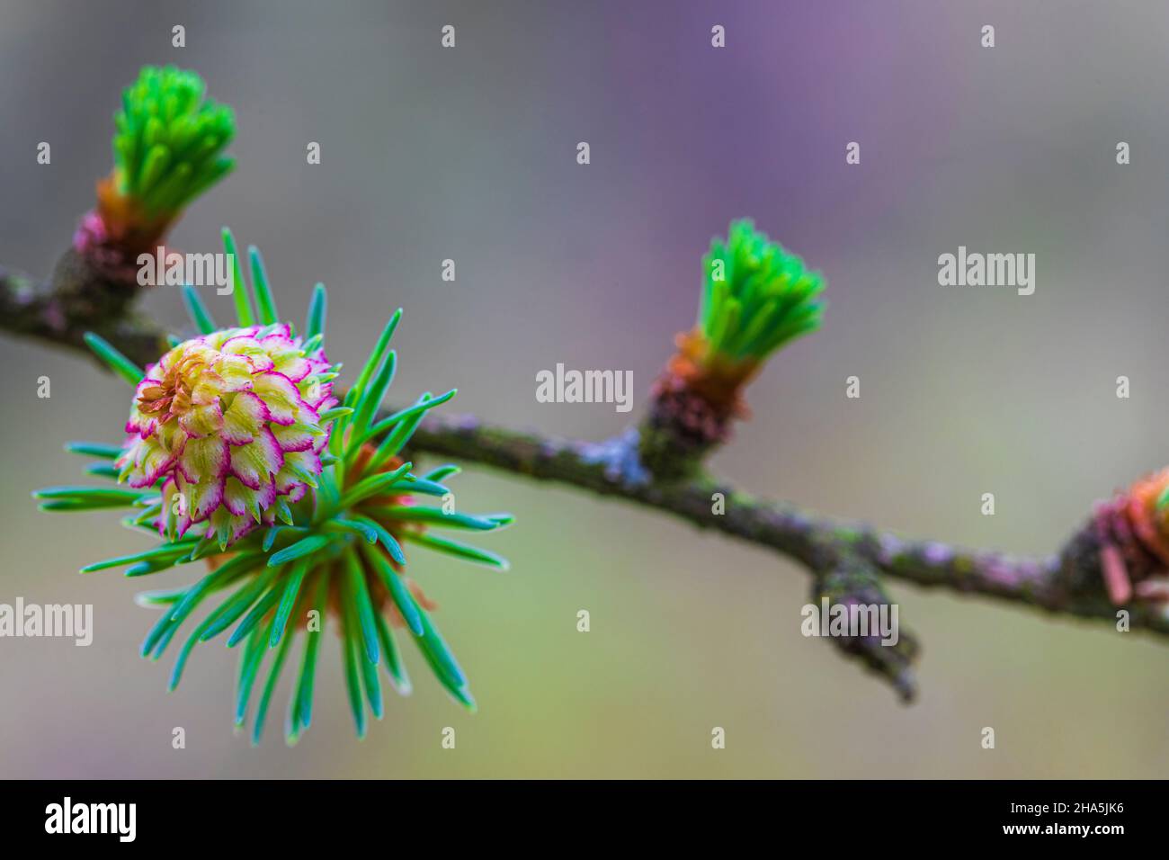 Lärchenzapfen, Waldstillleben, Natur im Detail Stockfoto