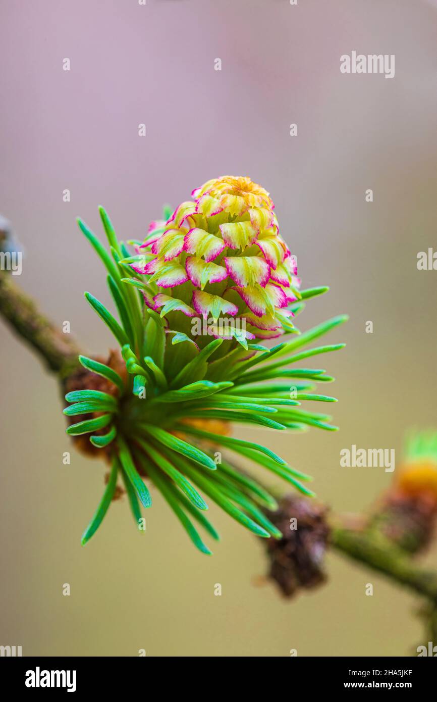 Lärchenzapfen, Waldstillleben, Natur im Detail Stockfoto