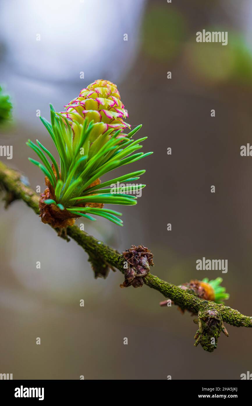 Lärchenzapfen, Waldstillleben, Natur im Detail Stockfoto
