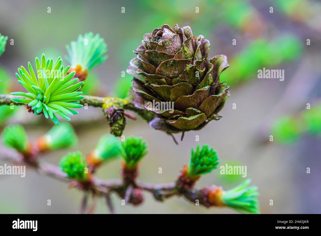 Lärchenzapfen, Waldstillleben, Natur im Detail Stockfoto