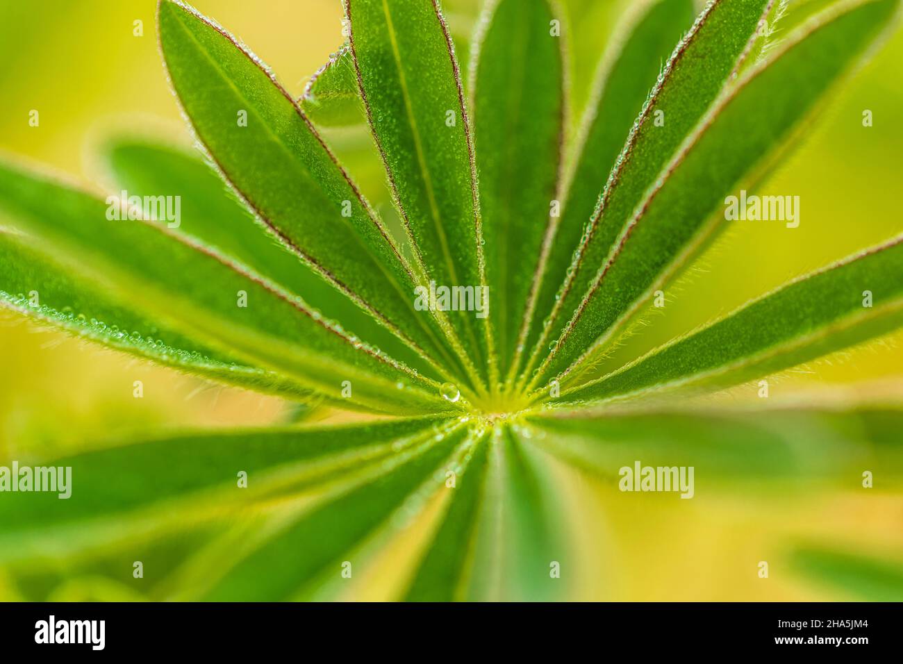 Lupinenblatt, Nahaufnahme Stockfoto