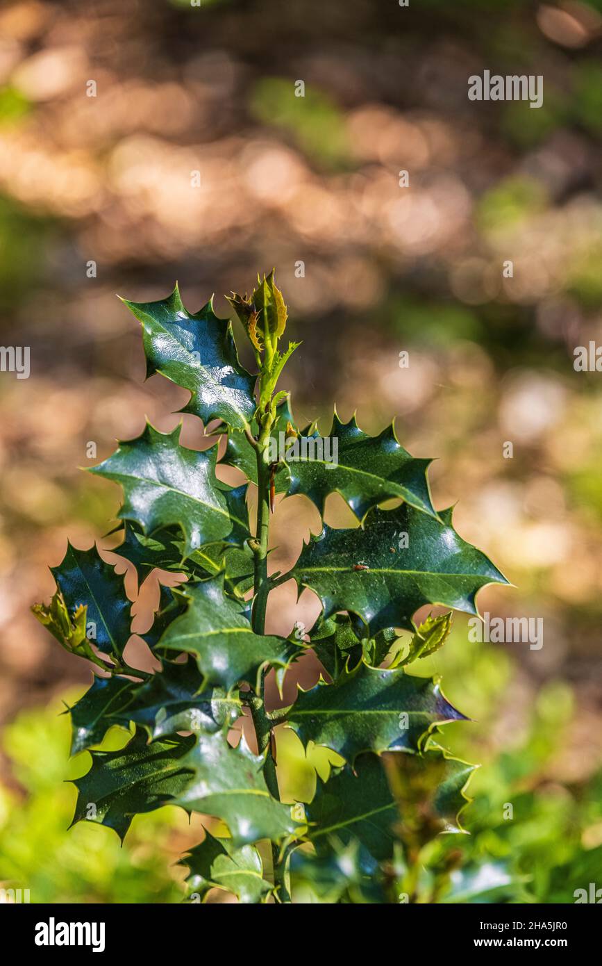 holly, Bokeh-Effekt Stockfoto