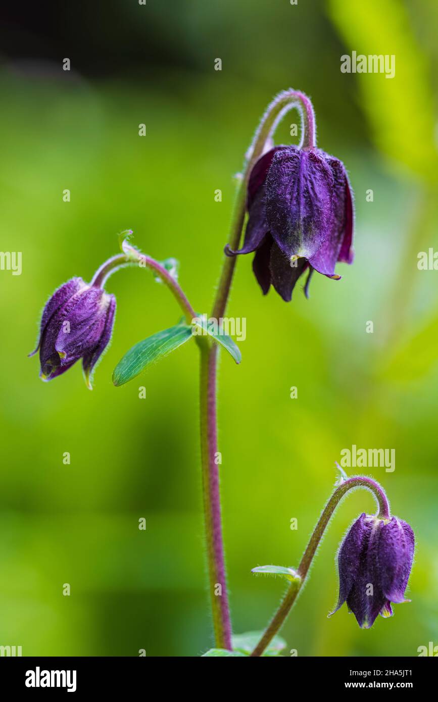 Doppelkolumbine, Aquilegia vulgaris Hybrid „Black barlow“, Nahaufnahme Stockfoto