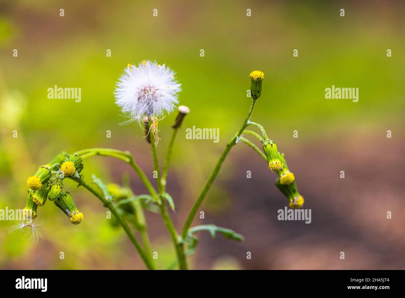 Rauer Hagebart, Crepis biennis, verwelkt, Samenständer Stockfoto