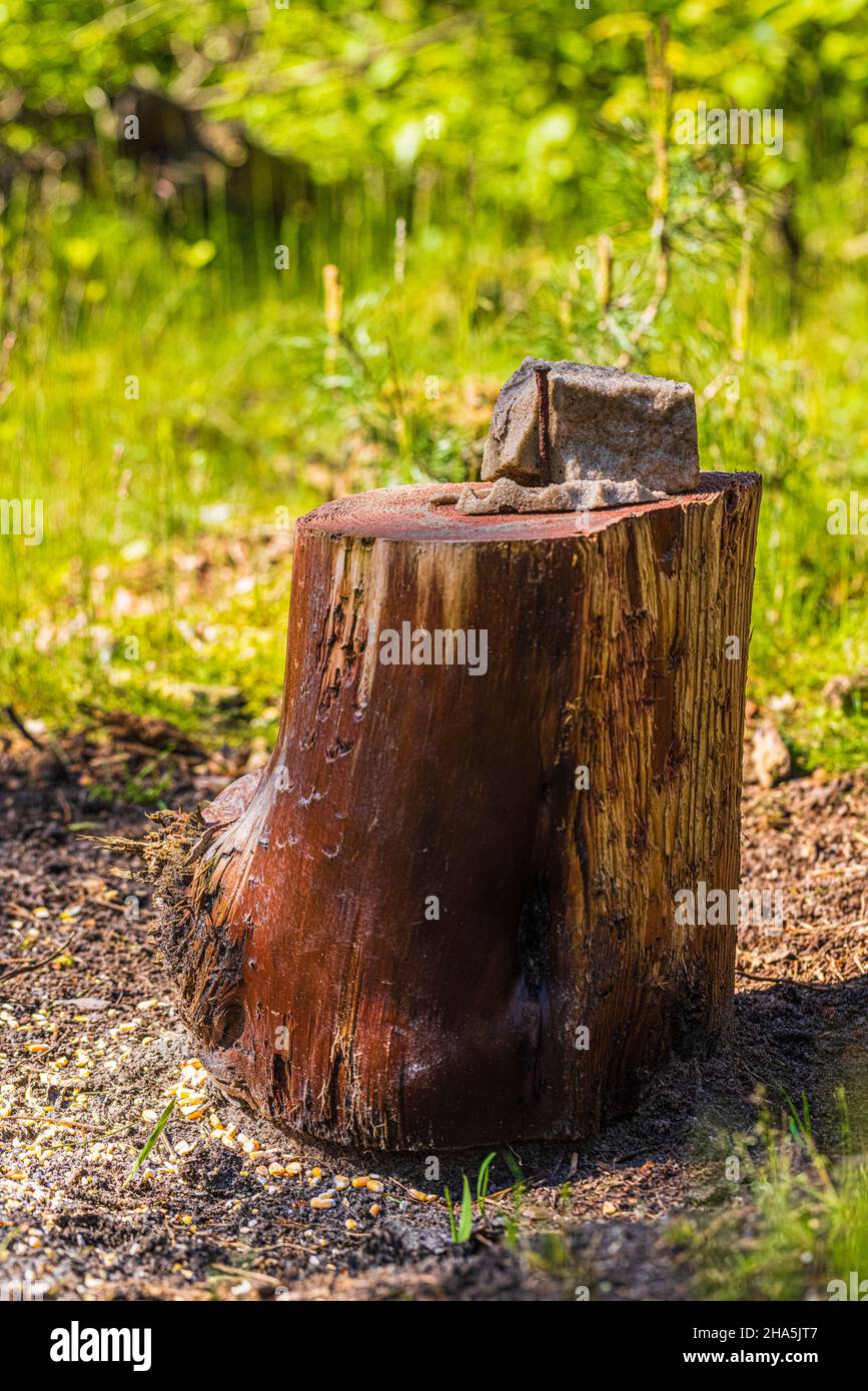 Salz-Leck-Block für Tiere Stockfoto