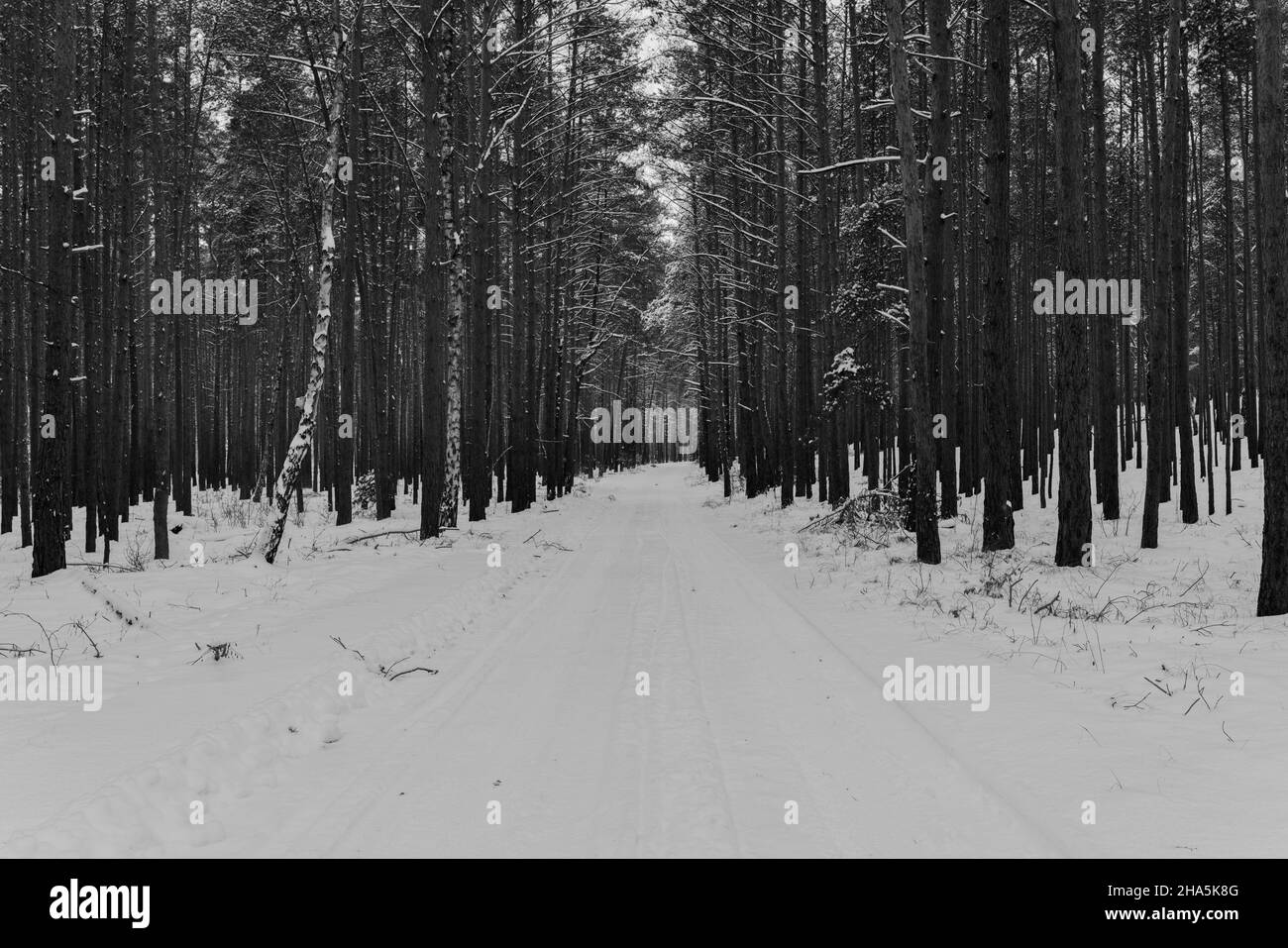 Schneebedeckte Waldstraße im Winter, Spuren von Kraftfahrzeugen im Schnee, schwarz und weiß Stockfoto