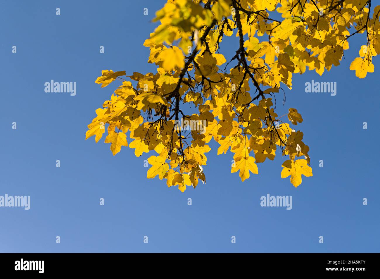 Gelbe Blätter des Ahornahorns (acer campestre) vor blauem Himmel, Herbstfarben, Tageslicht, deutschland Stockfoto