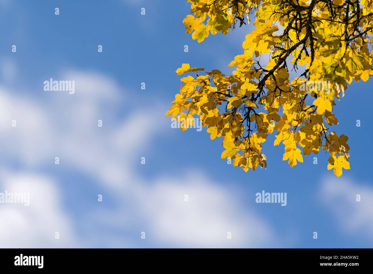 Gelbe Blätter des Ahornahorns (acer campestre) vor blauem Himmel, Herbstfarben, Tageslicht, deutschland Stockfoto