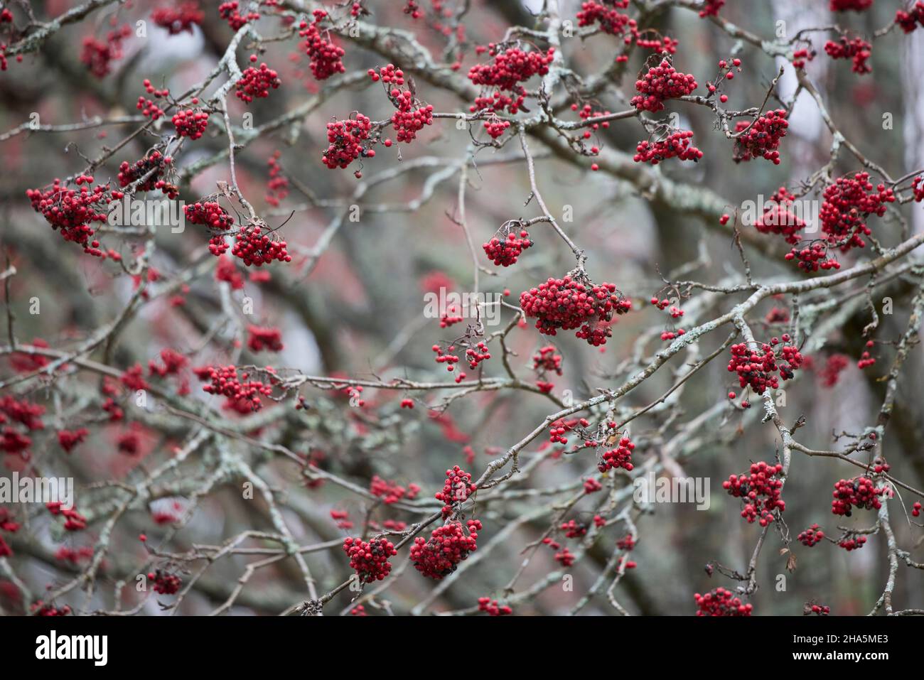 rowan-Beeren, Bergasche, Früchte, Baum Stockfoto