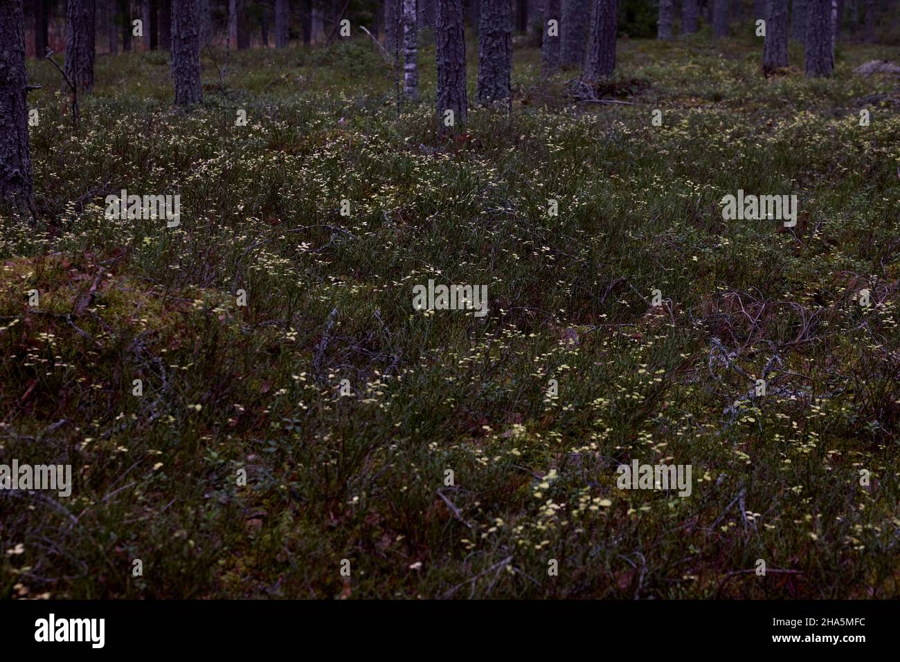 europa, skandinavien, finnland, Wald, Heidelbeerkraut Stockfoto