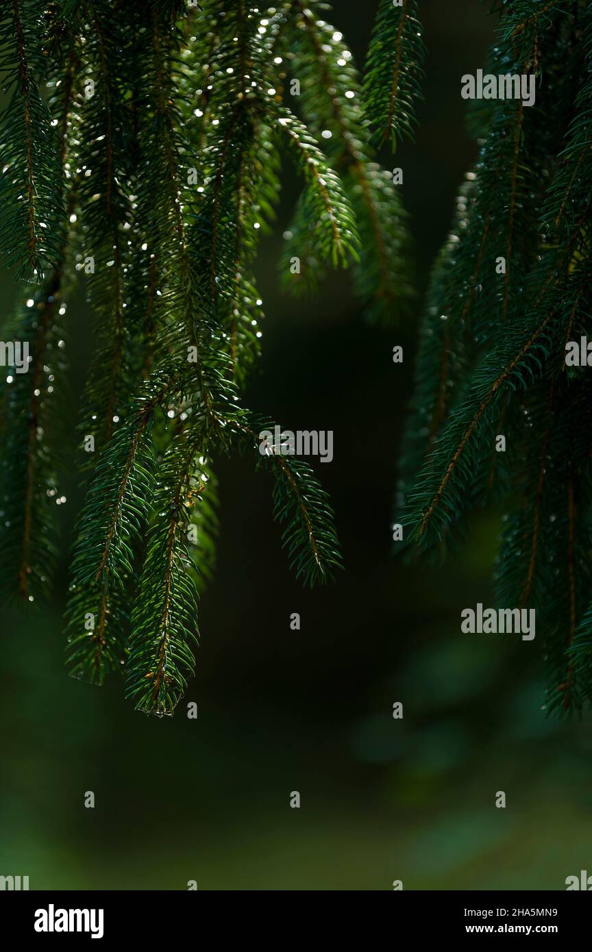 Zweige einer Fichte (picea),Wassertropfen leuchten im Licht,deutschland Stockfoto