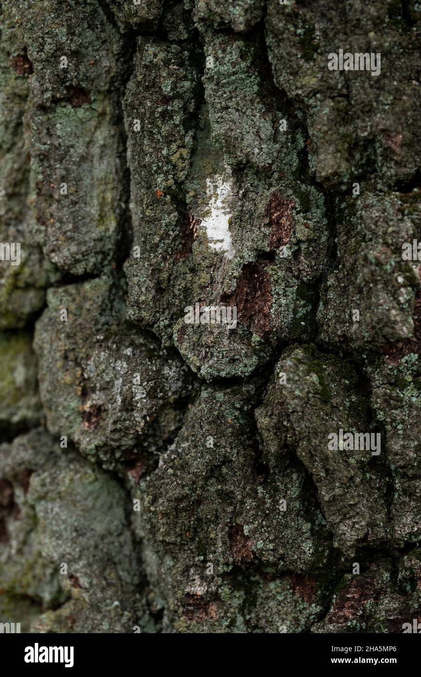Dunkle, gefurchte und mit Flechten bedeckte Rinde einer alten Birke im Büsenbachtal, in der Nähe von handeloh, Naturpark lüneburger Heide, deutschland, niedersachsen Stockfoto