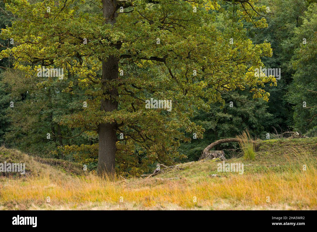 Eiche in der döhler heide,döhle bei egestorf,naturpark lüneburger Heide,deutschland,niedersachsen Stockfoto