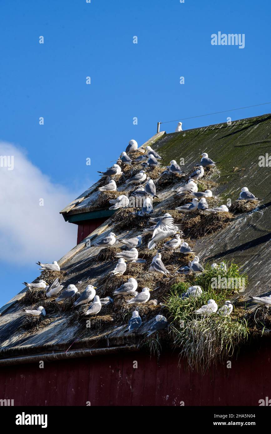 Möwen brüten in einem alternden Lagerhaus im Hafen, Rörvik, Norwegen Stockfoto