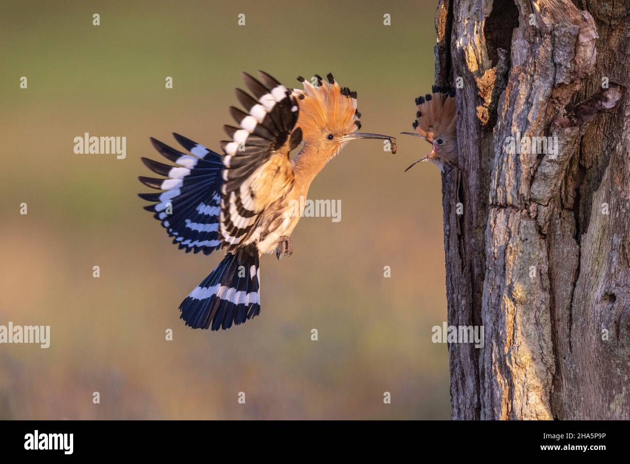 Wiedehopf upupa epops, Vogel des Jahres 2022 Stockfoto