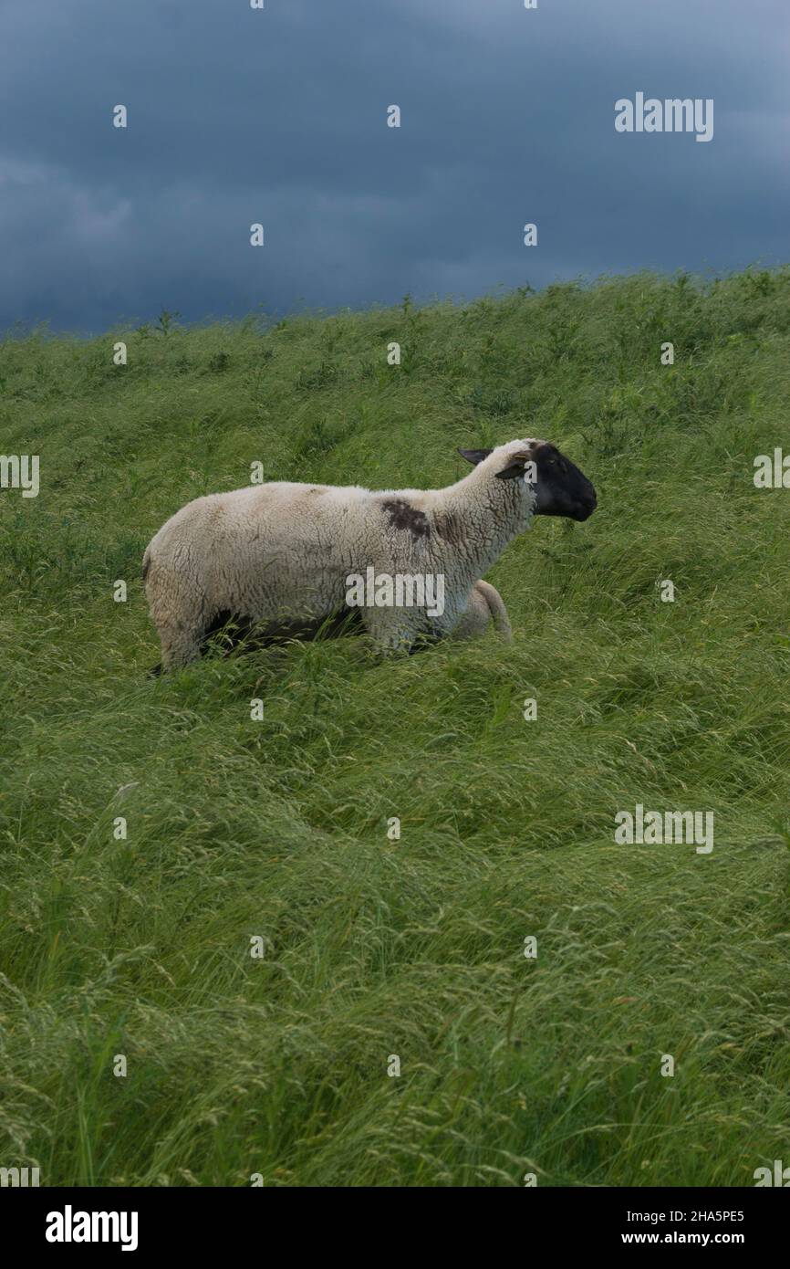 Ein Schaf mit einem kleinen Lamm auf dem Deich in freiburg, deutschland. Stockfoto