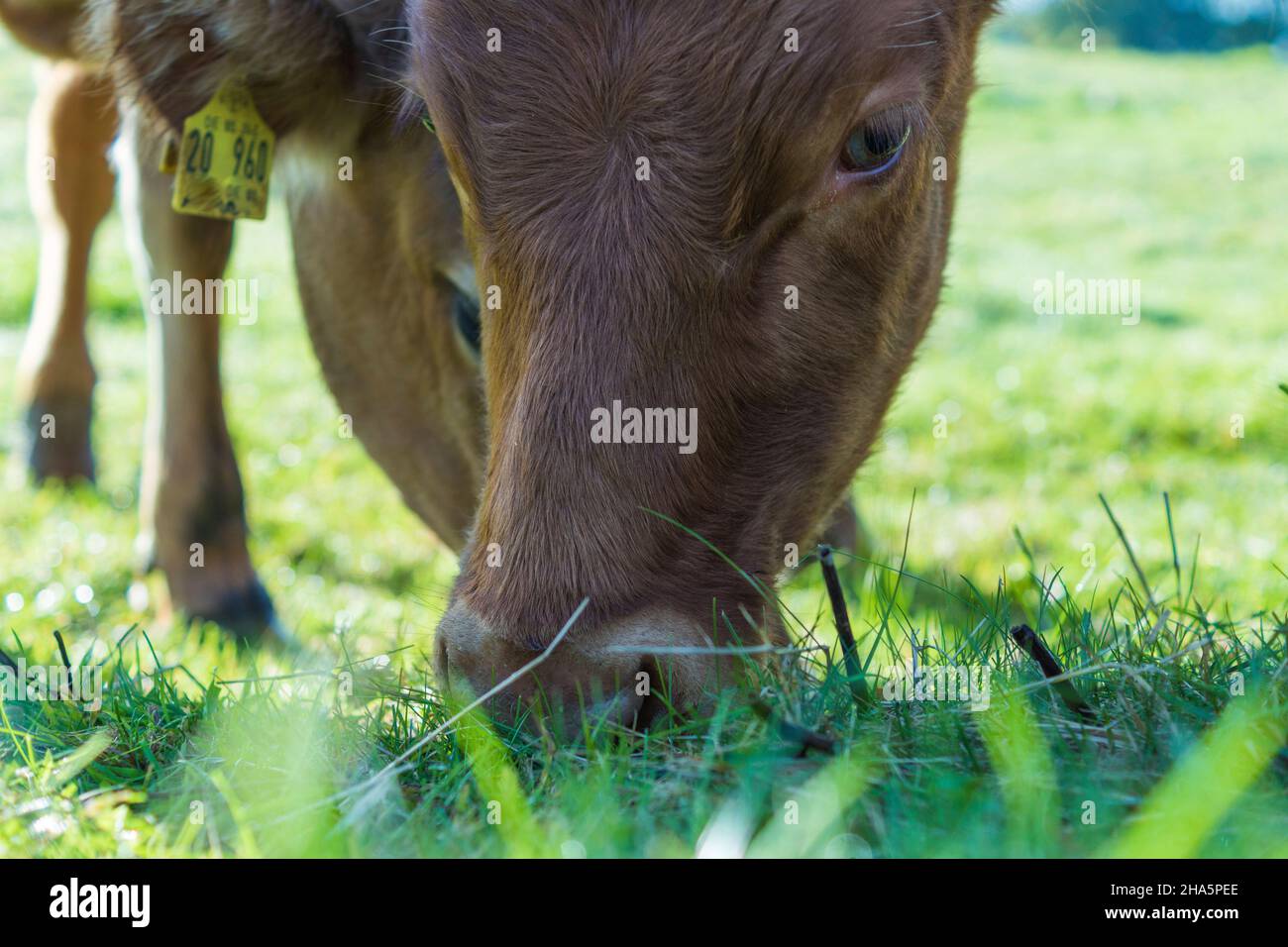 Eine Kuh, die Gras auf der Wiese in strande frisst. Stockfoto