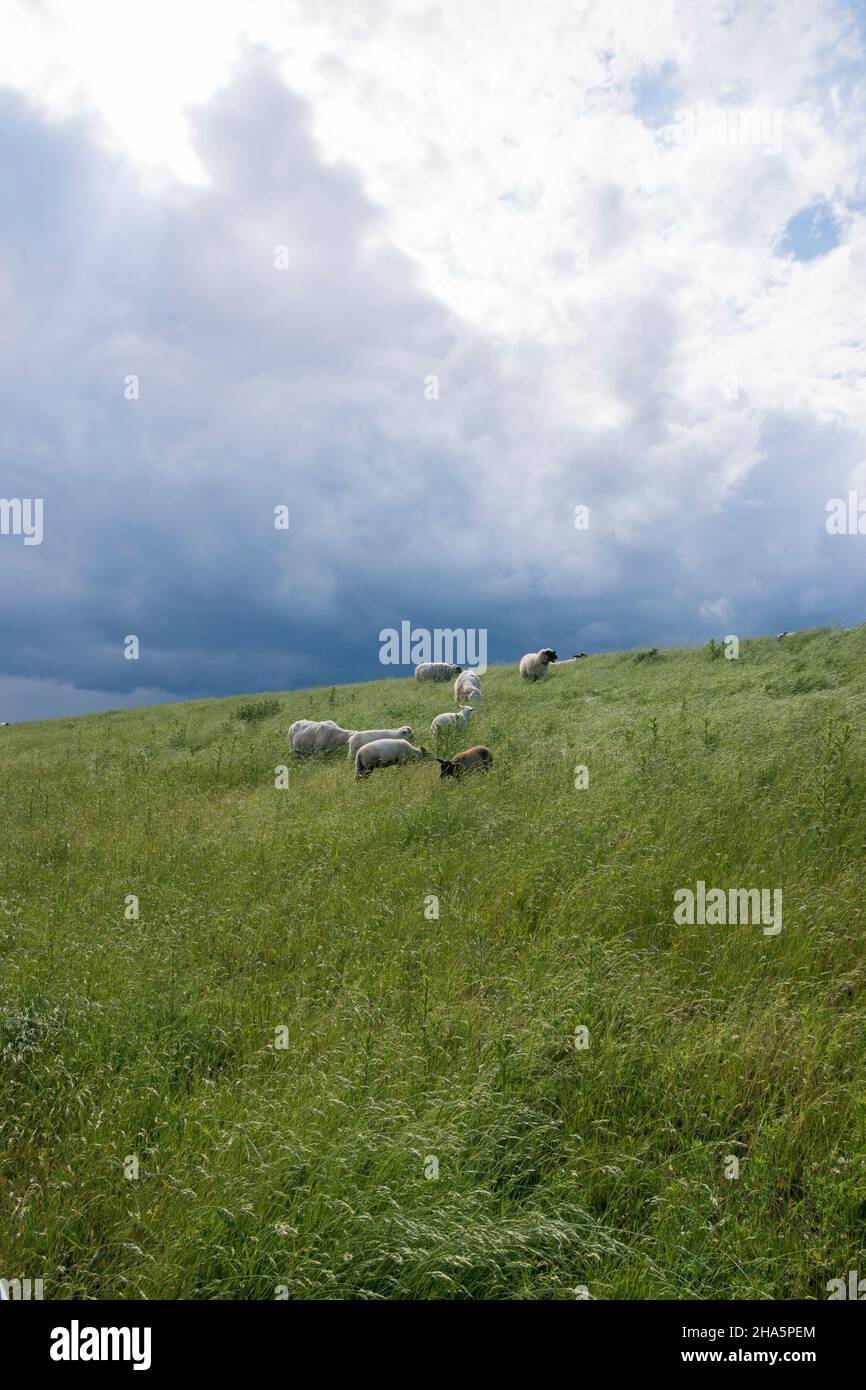 Schafschar auf einem Deich in freiburg, deutschland. Stockfoto