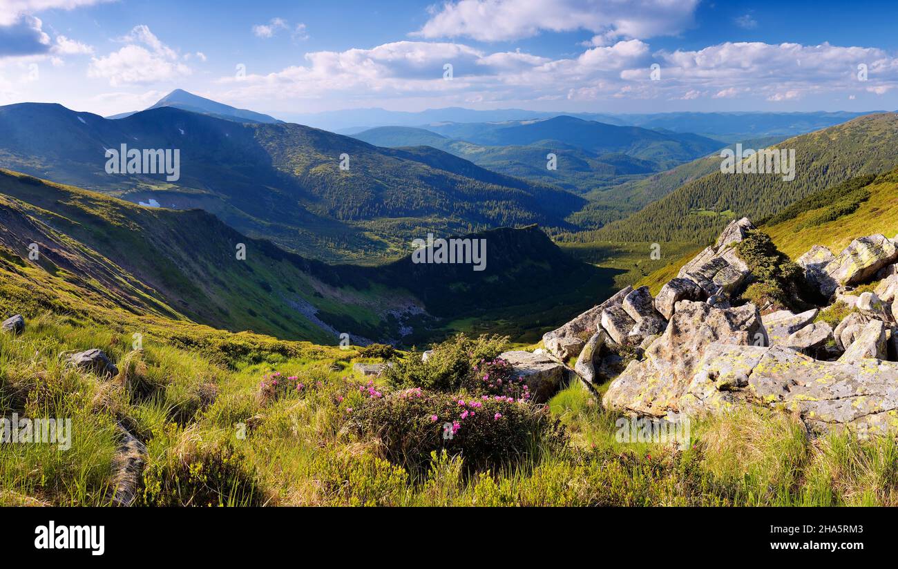 Sonnige Sommerlandschaft mit Blumen in den Bergen Stockfoto