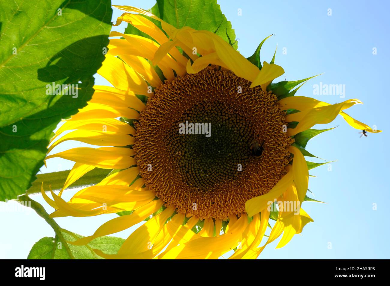 Sonnenblume, gewöhnliche Sonnenblume, helianthus annuus Stockfoto